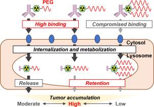 Control of pharmacokinetics of radioimmunoconjugates using chelating agents containing poly(ethylene glycol)