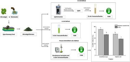 Process-intensified in-situ transesterification of wastewater-grown Marvania coccoides biomass using immobilized lipase for biodiesel production