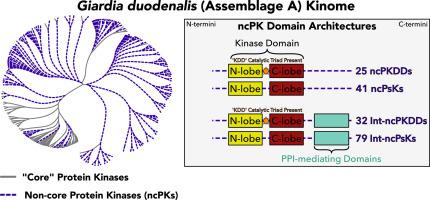 Illuminating the druggability of the Giardia duodenalis kinome through reannotation and high-throughput screens