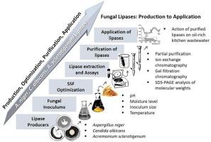 Purification of optimally produced extracellular fungal lipases and their role in the remediation of oil-rich kitchen wastewater
