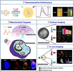 Fluorescence polymer thermometer for the real-time mitochondrial temperature imaging of zebrafish embryos and larvae