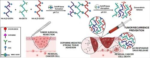 Development and characterization of injectable, bioadhesive, pH-responsive hyaluronic acid-based hydrogels for enhanced postoperative cancer therapy