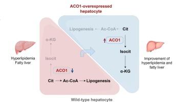 Hepatic aconitase 1 redirects citrate flux to suppress lipogenesis and ameliorate hypercholesterolemia