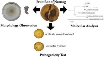 Colletotrichum horii causing fruit rot of nutmeg (Myristica fragrans Houtt.) in Malaysia