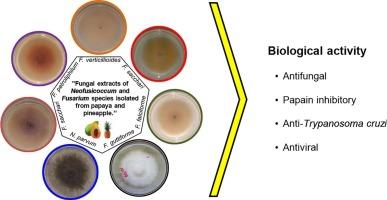 Exploring the bioactivity potential of fruit-associated fungi: Antifungal, antiparasitic, and antiviral activities of natural extracts