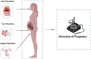 Beyond the hCG test: Microbiome-based diagnosis of pregnancy