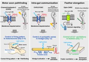 Optogenetics as a useful tool to control excitable and non-excitable tissues during chicken embryogenesis