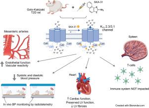 Administration of the KCa channel activator SKA-31 improves long-term endothelial function, blood pressure regulation and cardiac performance in rats with type 2 diabetes
