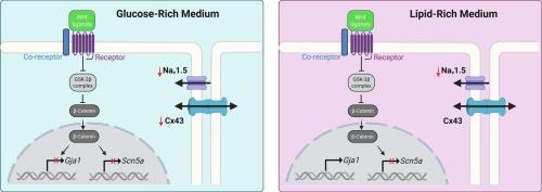 Wnt/β-catenin signaling regulates cardiac Cx43 in a metabolic substrate-dependent manner