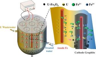Novel electrochemical reactor for accelerated uranium mineralization: Enabling continuous and rapid uranium wastewater treatment