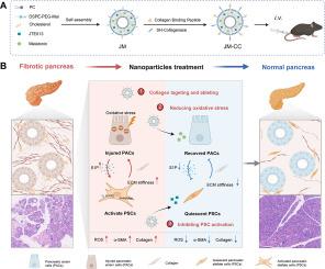 Fibrotic collagen-targeted delivery system blocks pancreatic intercellular crosstalk to alleviate pancreatic fibrosis