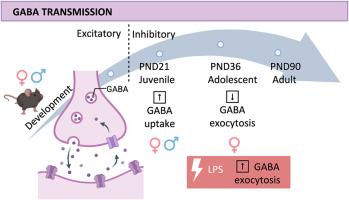 Differences in presynaptic hippocampal GABAergic terminals at the early stage of life in female and male mice: effect of an acute early inflammatory challenge