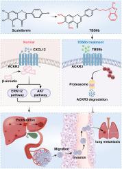 Binding and ubiquitination-mediated degradation of ACKR3 by the novel Scutellarein derivative TBS6b potently suppresses hepatocellular carcinoma