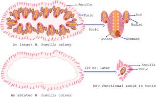 Botryllus humilis: A promising new ascidian model for aging, stem cell dynamics, and whole-body regeneration