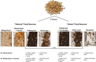 Urban substrates alter the nutritional composition of an emerging model insect, Tenebrio molitor
