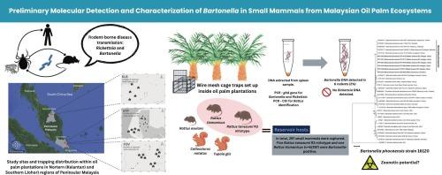 Preliminary molecular detection and characterization of Bartonella in small mammals from Malaysian oil palm ecosystems