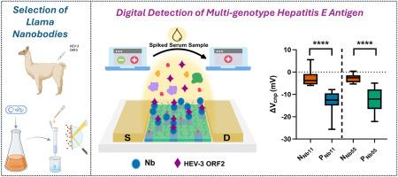 Digital detection of hepatitis E antigen tailored for multiple genotypes using graphene transistors functionalized with nanobodies: End-to-end test development and optimization