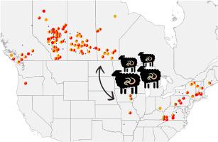 Similar patterns of benzimidazole resistance alleles in ovine gastrointestinal nematodes from Western Canada and Eastern United States supports their shared origins and subsequent spread