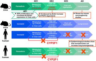 Mode of action analysis for induction of mouse lung tumors by permethrin: Involvement of CYP2F2 enzyme and human relevancy