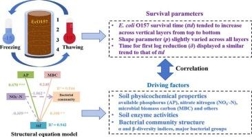 Vertical variation of E. coli O157:H7 survival in a black soil column under freeze-thaw cycles conditions