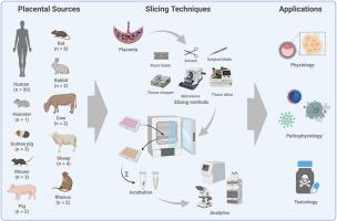 Placental slice techniques in physiology, pathophysiology, and toxicology: A systematic review with a focus on precision-cut slices