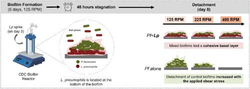 Legionella affects biofilm structural response to detachment upon shear stress increase