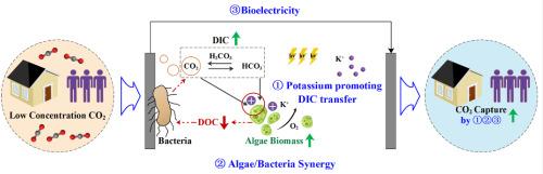 Transfer, capture, and conversion of low concentration CO2 in algae microbial fuel cells by algae bacteria symbiosis and cation intervention