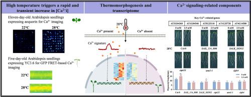 Ca2+ signaling is required for high ambient temperature perception in Arabidopsis thaliana