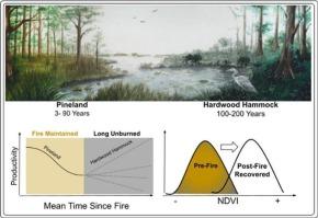 Fires enhanced productivity in fire-adapted subtropical pinelands of the Florida Everglades