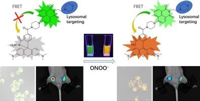 A lysosome-targeted fluorescent probe for ratiometric imaging of in vitro and in vivo