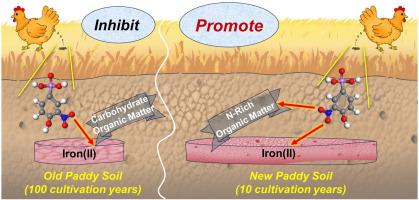 N-rich organic matter–iron(II) complexation drives efficient roxarsone stabilization in new paddy soils