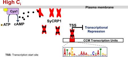 The cAMP receptor protein, SyCRP1 acts as a transcriptional repressor of CO2-concentrating mechanism genes at high inorganic carbon levels in Synechocystis PCC 6803