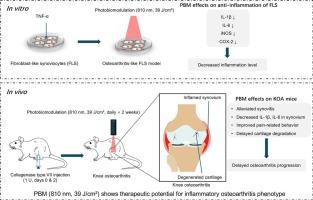 Wavelength-dependent photobiomodulation attenuates synovial inflammation in fibroblast-like synoviocytes and a collagenase-induced osteoarthritis model