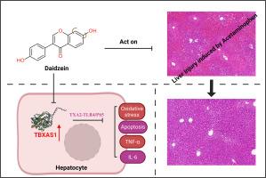 Targeting TBXAS1: a novel target of daidzein in alleviating APAP-induced hepatic injury