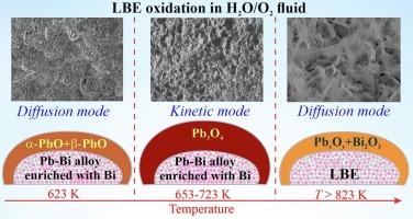 Oxidation of Pb–Bi eutectic in water-oxygen fluid at elevated temperature and pressure