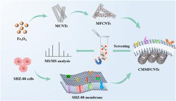 Accurate construction of cell membrane biomimetic magnetic fluorescent carbon nanoplatform via layer-by-layer assembly for targeted capture of drug leads