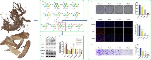 Cadinane sesquiterpenes from Alangium platanifolium: structural elucidation and anti-colorectal cancer biological evaluation