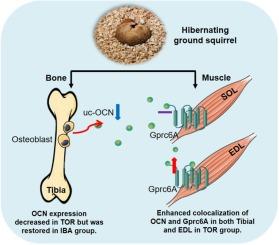 Osteocalcin plasticity and enhanced colocalization with Gprc6A may contribute to musculoskeletal maintenance in hibernating Daurian ground squirrels