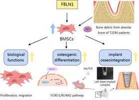 Fibulin1 as a Novel Target for Promoting the Biological Function of Bone Marrow Mesenchymal Stem Cells and Implant Osseointegration in Diabetic Patients