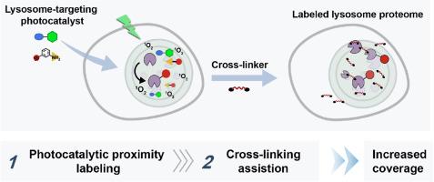Photocatalytic proximity labeling coupled with cross-linking for deciphering of the lysosome proteome in living cells