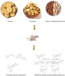 Analysis of blood components and metabolites of Gancao-Ganjiang decoction before and after compatibility based on UPLC-LTQ-Orbitrap-MS technique