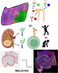 Spatial atlasing of N-glycosylation in healthy control and clear cell renal cell carcinoma tissues linked with immune checkpoint inhibition response by MALDI mass spectrometry imaging