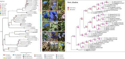 Incomplete lineage sorting, hybridization and polyploidization blurred phylogenetic relationships of gentians from the Qinghai-Tibetan Plateau