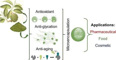 Microencapsulation of Annona crassiflora extract using maltodextrin: Material design and evaluation of antioxidant, antiglycation, and antiaging properties in vitro and in silico