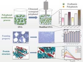 Mechanisms of ultrasound-synergized polyphenol enhancing the foaming properties of ovalbumin: Focus on interfacial behavior and microstructure