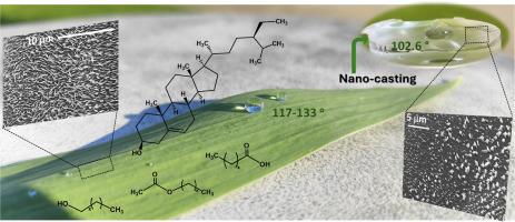 Iris sibirica leaf surface: From plant adaptation to biomimetic replication