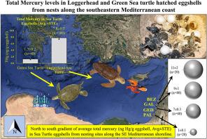 Total mercury levels in Loggerhead and Green sea turtle hatched eggshells from nests along the southeastern Mediterranean coast