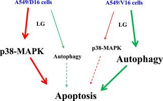 Lauryl gallate induces apoptosis via p38-MAPK phosphorylation and autophagy in chemoresistant human lung cancer cells