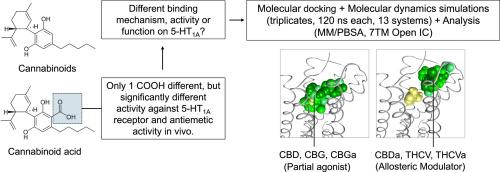 In silico insights on the binding site and function of cannabinoids and cannabinoid acids on human 5-HT1A receptor