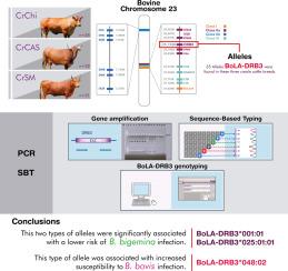 Genetic diversity of BoLA-DRB3 and its association with Anaplasma marginale and Babesia spp. infections in creole cattle of northeastern Colombia